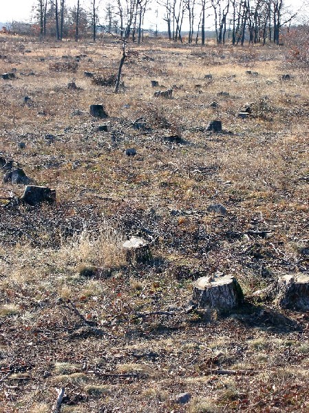 deforestation%20small.jpg
